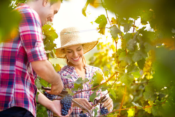 Smiling couple picking grapes