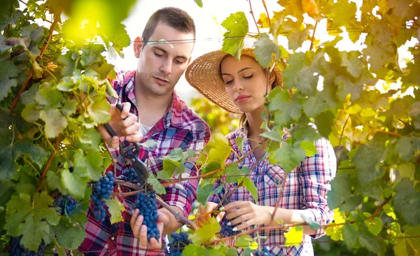 Winegrowers i vingården — Stockfoto