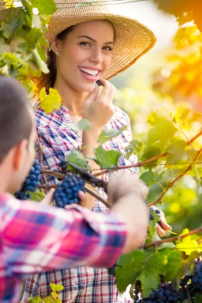 Paar pflückt Weinreben — Stockfoto