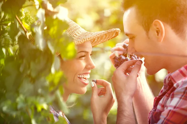 Gros plan sur les vignerons dégustation de raisins dans le vignoble — Photo