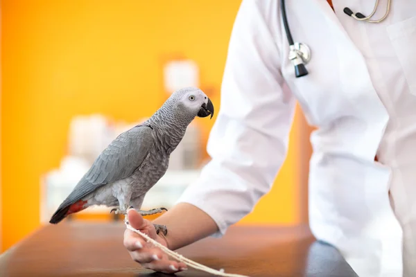 Серый попугай в ветеринарной клинике — стоковое фото