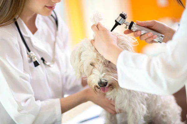 Verificação auditiva do cão maltês na enfermaria veterinária — Fotografia de Stock