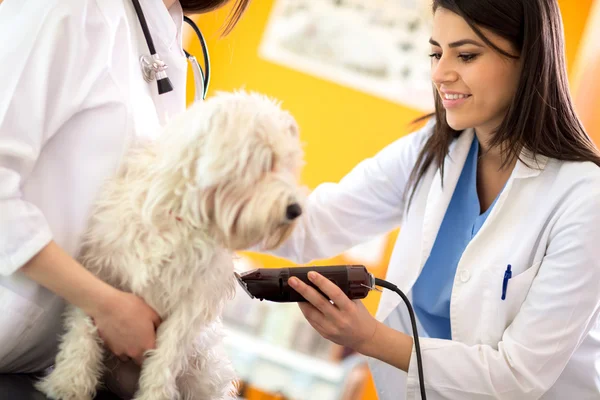 Veterinario en el trabajo afeitado con parte de la máquina de pelo de Maltes —  Fotos de Stock