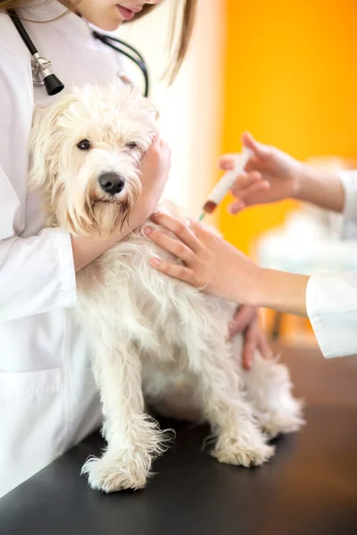 Исцеление мальтийской собаки с инъекцией в ветеринарной скорой помощи — стоковое фото