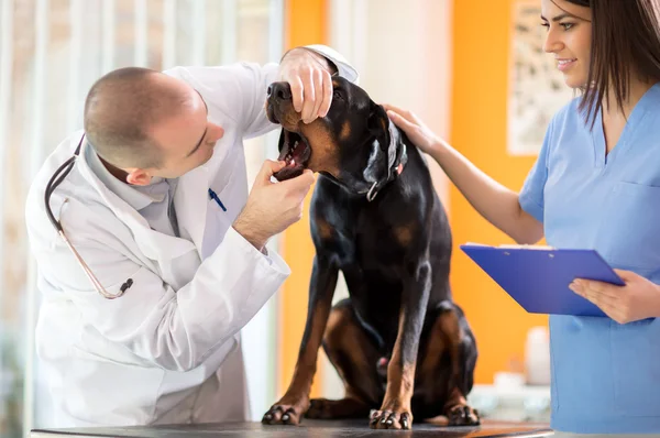 Zahnuntersuchung des großen Hundes in Tierarztpraxis — Stockfoto