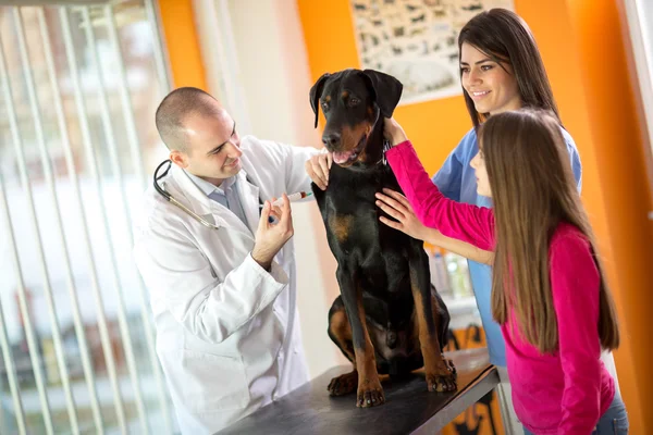 Grande cão feito na clínica veterinária recebendo tratamento por injeção — Fotografia de Stock