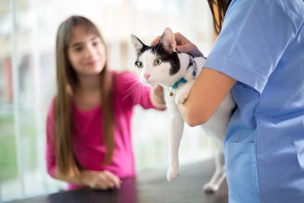 獣医クリニックでは女の子と猫 — ストック写真