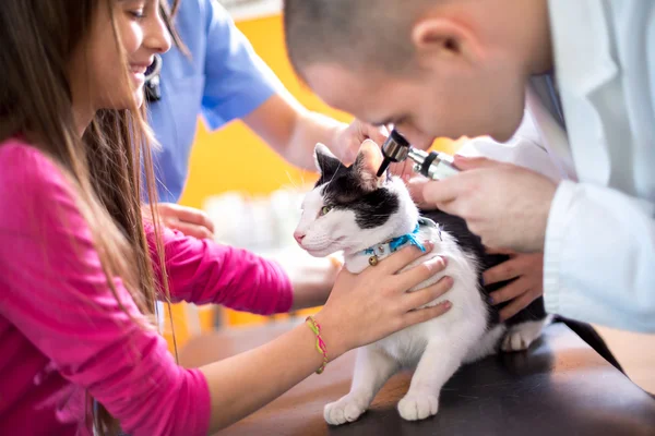 Veterinário examinando a audição do gato no veterinário ambulante — Fotografia de Stock