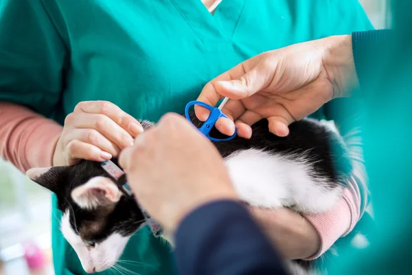 Putting microchip on cat in vet ambulant — Stock Photo, Image