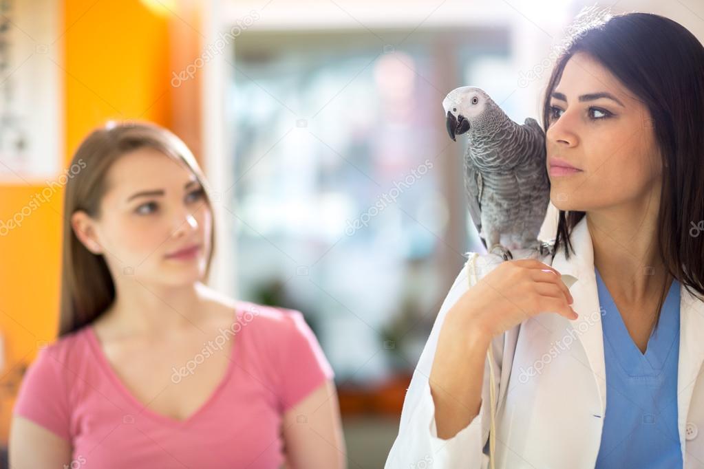 Patient parrot going with veterinarian to do exam