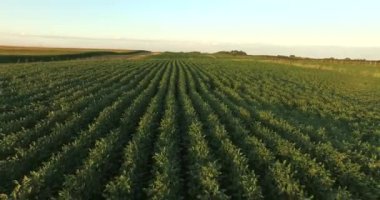 Soya bitki alanın üzerinde hava uçuş