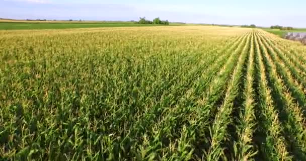 Aerial flight over corn  plant field — Stock Video