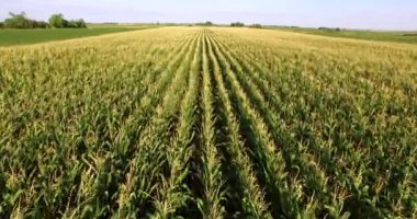 Mısır bitki alanın üzerinde hava uçuş