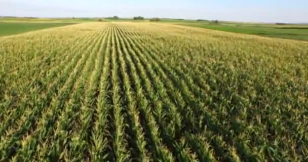 Lotnicze lot na polu roślin kukurydzy — Wideo stockowe