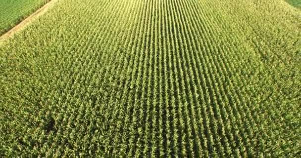 Vuelo aéreo sobre campo de planta de maíz — Vídeo de stock