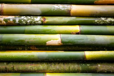 Yeşil Bambu arka plan