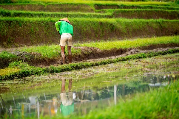 Trabajador en terrazas de arroz —  Fotos de Stock