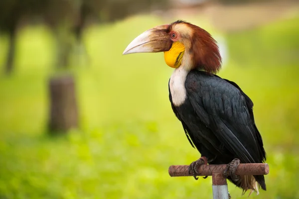 Tucán toco (ramphastos toco) — Foto de Stock