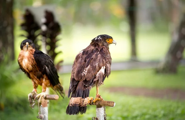 Two eagle with greenery in the background — Stock Photo, Image