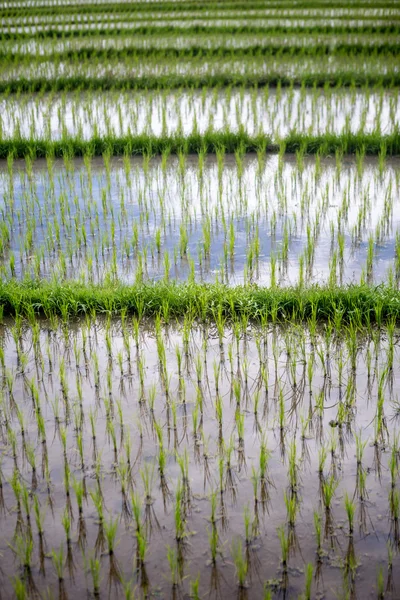 Green terraced rice fiel — Stock Photo, Image