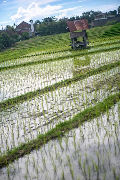 Рисовое поле террасы над горами — стоковое фото