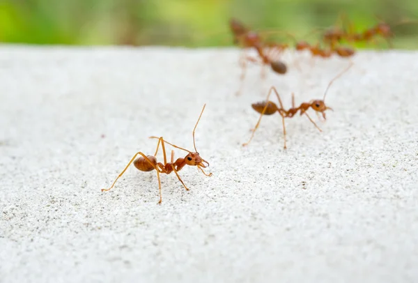 빨간 개미는 groun에 — 스톡 사진
