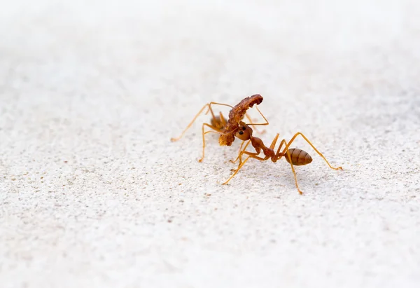 개미는 큰 조각을의 해제 — 스톡 사진