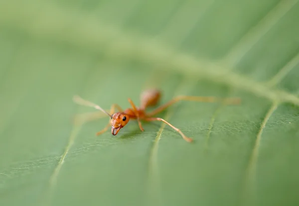 녹색 레 아에 개미 — 스톡 사진