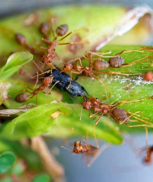 Beetl 먹는 개미 — 스톡 사진