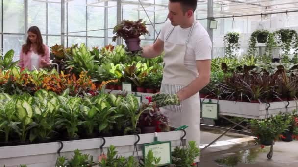 Junger Blumenhändler verkauft Blumen im Glasgarten — Stockvideo