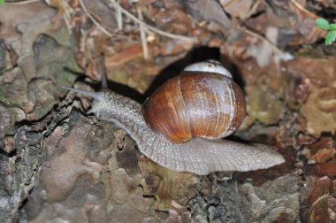 Salyangoz olan ağaç üzerinde sürünerek. Büyük salyangoz eski ağaç gövde. Roma salyangoz, yenilebilir salyangoz, Helix pomatia.