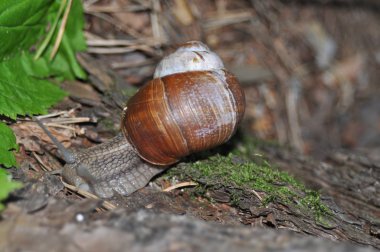 Salyangoz olan ağaç üzerinde sürünerek. Büyük salyangoz eski ağaç gövde. Roma salyangoz, yenilebilir salyangoz, Helix pomatia.