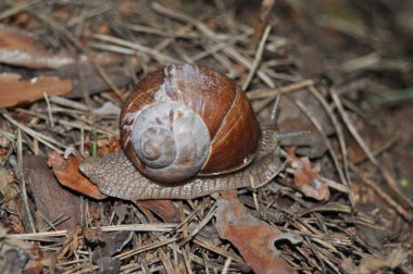 Salyangoz olan ağaç üzerinde sürünerek. Büyük salyangoz eski ağaç gövde. Roma salyangoz, yenilebilir salyangoz, Helix pomatia.
