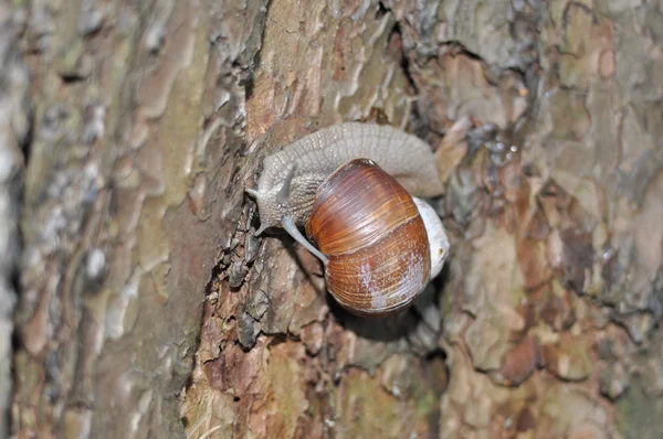 Caracol arrastrándose sobre su árbol. Un gran caracol en el tronco de un viejo árbol. Caracol romano, caracol comestible, Helix pomatia . — Foto de Stock