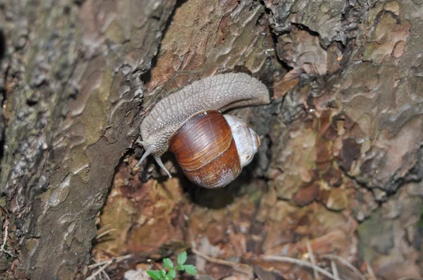 Caracol arrastrándose sobre su árbol. Un gran caracol en el tronco de un viejo árbol. Caracol romano, caracol comestible, Helix pomatia . — Foto de Stock