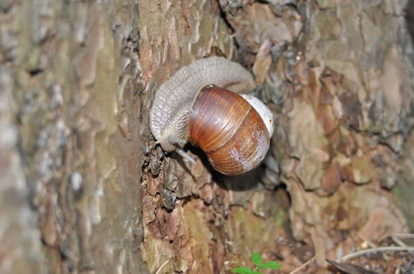 Caracol arrastrándose sobre su árbol. Un gran caracol en el tronco de un viejo árbol. Caracol romano, caracol comestible, Helix pomatia . — Foto de Stock