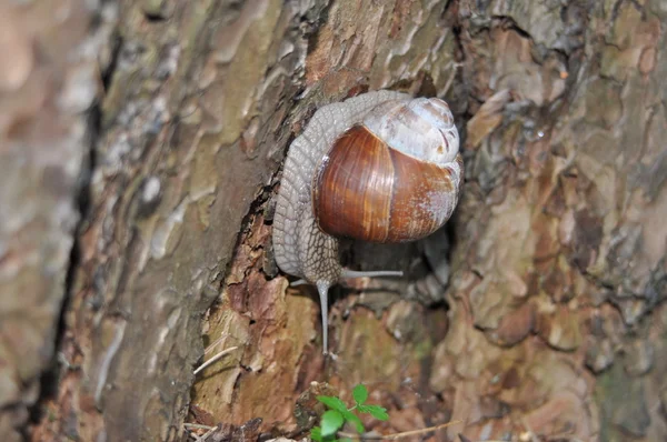 Caracol arrastrándose sobre su árbol. Un gran caracol en el tronco de un viejo árbol. Caracol romano, caracol comestible, Helix pomatia . — Foto de Stock