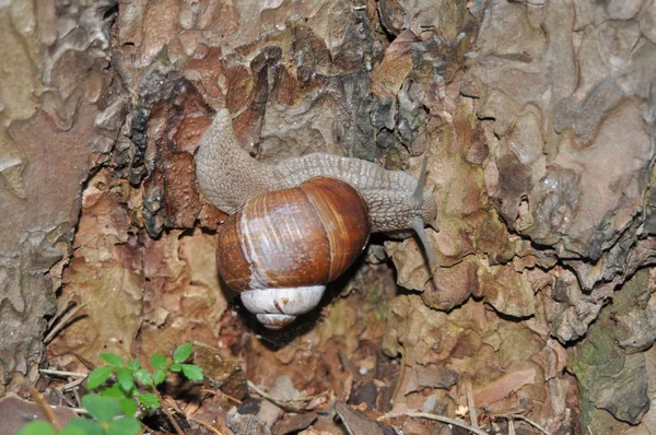 Caracol arrastrándose sobre su árbol. Un gran caracol en el tronco de un viejo árbol. Caracol romano, caracol comestible, Helix pomatia . — Foto de Stock