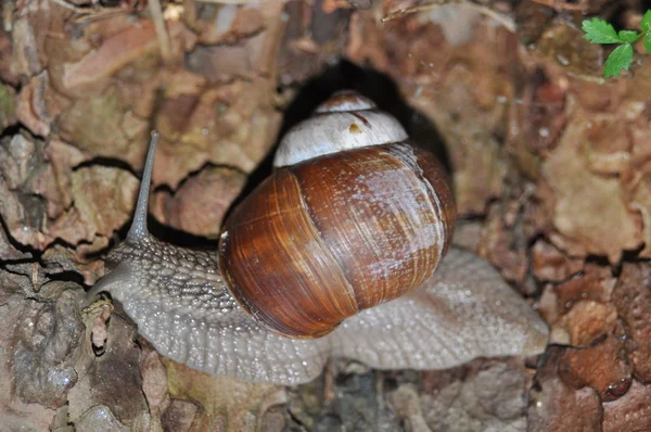 Caracol arrastrándose sobre su árbol. Un gran caracol en el tronco de un viejo árbol. Caracol romano, caracol comestible, Helix pomatia . — Foto de Stock