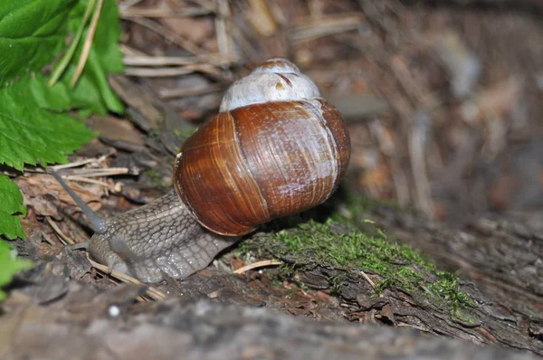 Snail crawling on its tree. Big snail on the trunk of old tree. Roman snail, edible snail, Helix pomatia. — Stock Photo, Image