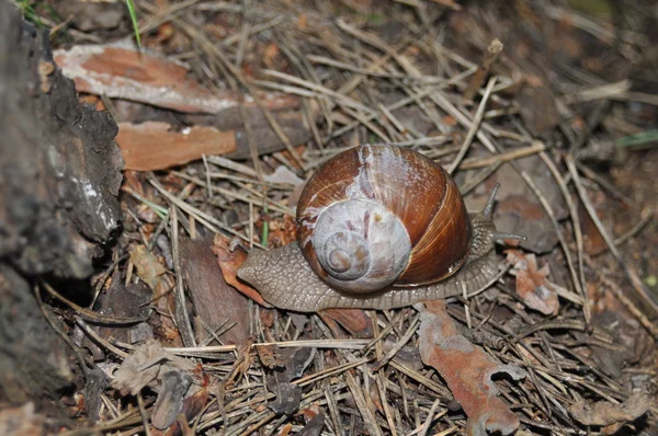 Caracol arrastrándose sobre su árbol. Un gran caracol en el tronco de un viejo árbol. Caracol romano, caracol comestible, Helix pomatia . — Foto de Stock