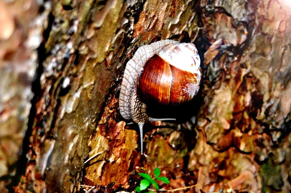 Caracol arrastrándose sobre su árbol. Un gran caracol en el tronco de un viejo árbol. Caracol romano, caracol comestible, Helix pomatia . — Foto de Stock