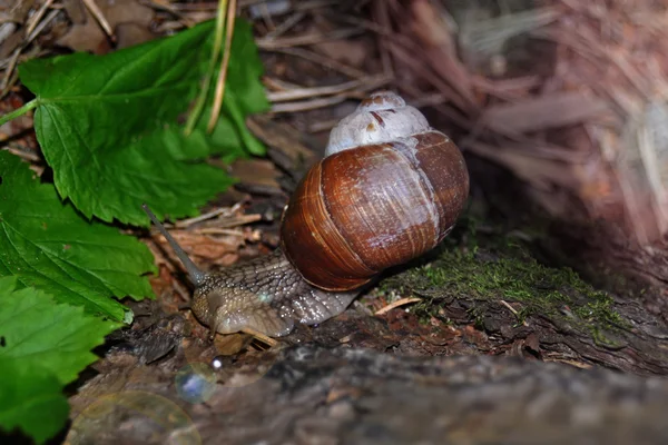 Snail crawling on its tree. Big snail on the trunk of old tree. Roman snail, edible snail, Helix pomatia. — Stock Photo, Image