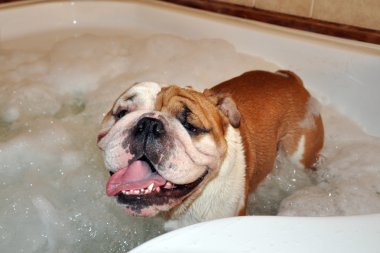 İngiliz Bulldog banyo alıyor