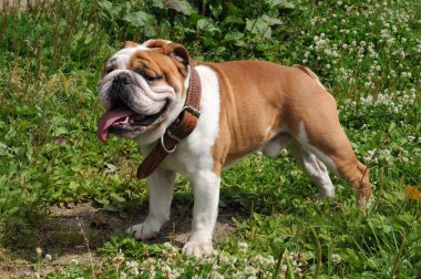 İngilizce Bulldog bahçede portresi