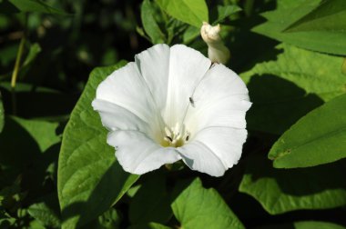 Garden convolvulus arvensis closeup