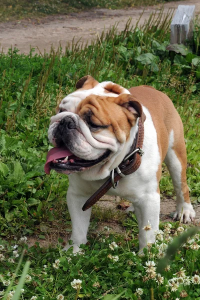 İngilizce Bulldog bahçede portresi — Stok fotoğraf