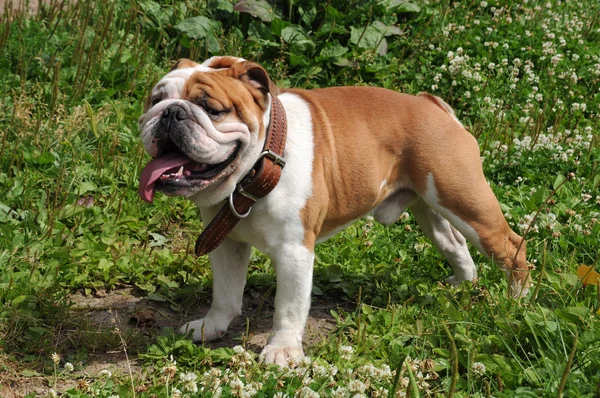 İngilizce Bulldog bahçede portresi — Stok fotoğraf