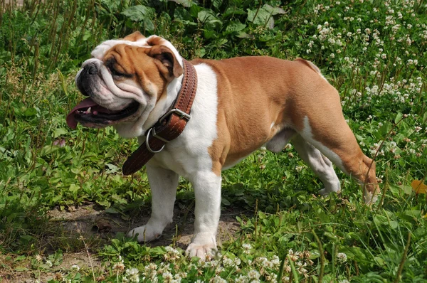 İngilizce Bulldog bahçede portresi — Stok fotoğraf