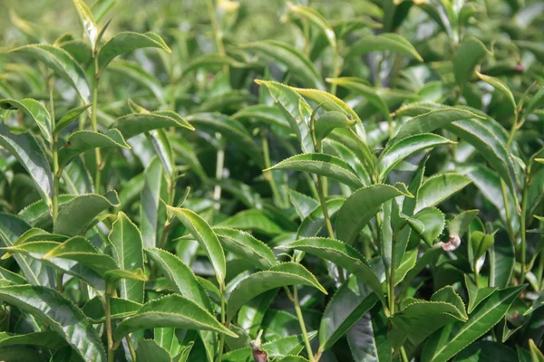 Landschap met groene velden voor tea in Ooty Rechtenvrije Stockfoto's